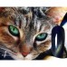 Гель-лак CosmoLac Кошачий глаз №4